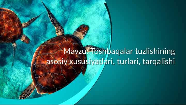 Toshbaqalar tuzlishining asosiy xususiyatlari, turlari, tarqalishi