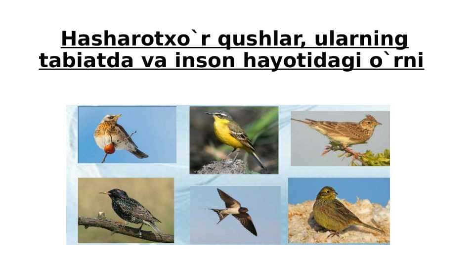 Hasharotxo`r qushlar, ularning tabiatda va inson hayotidagi o`rni