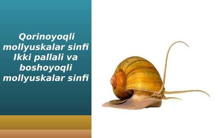Qorinoyoqli mollyuskalar sinfi. Ikki pallali va boshoyoqli mollyuskalar sinfi
