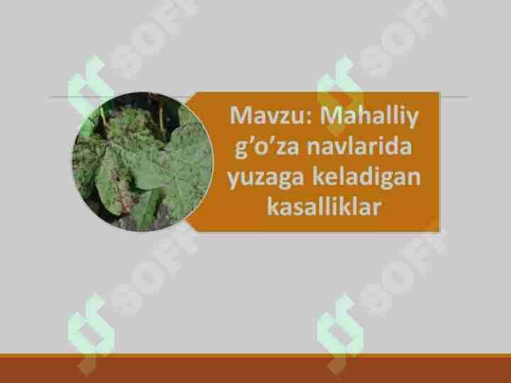 Mahalliy g’o’za navlarida yuzaga keladigan kasalliklar