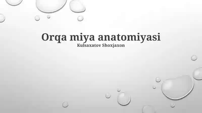 Orqa miya anatomiyasi