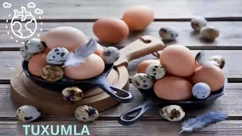 Tuxumlar
