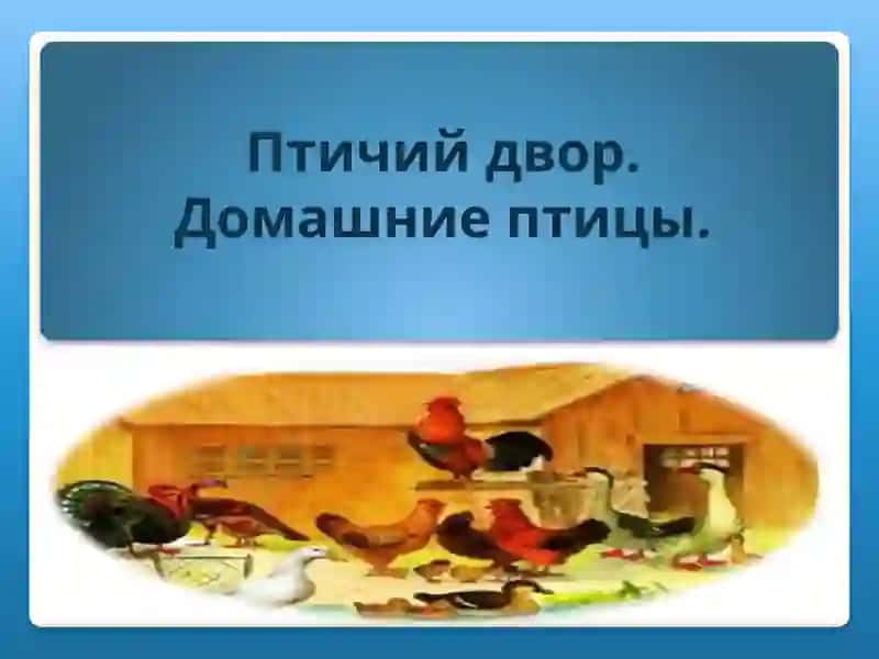 Домашняя утка