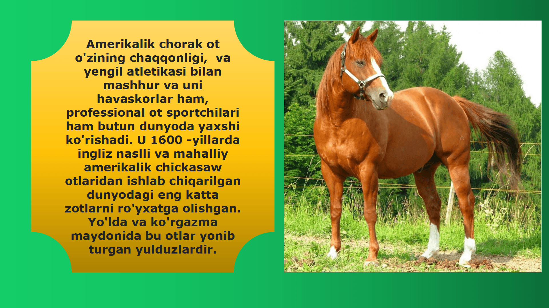 Yilqichilikni tashkil etish 2
