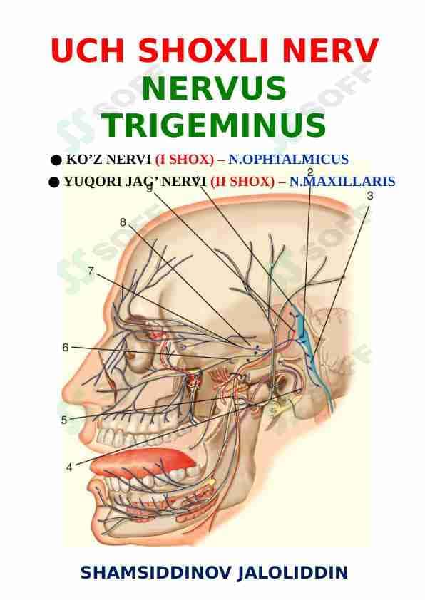Nervus trigeminus (uch shoxli nerv)