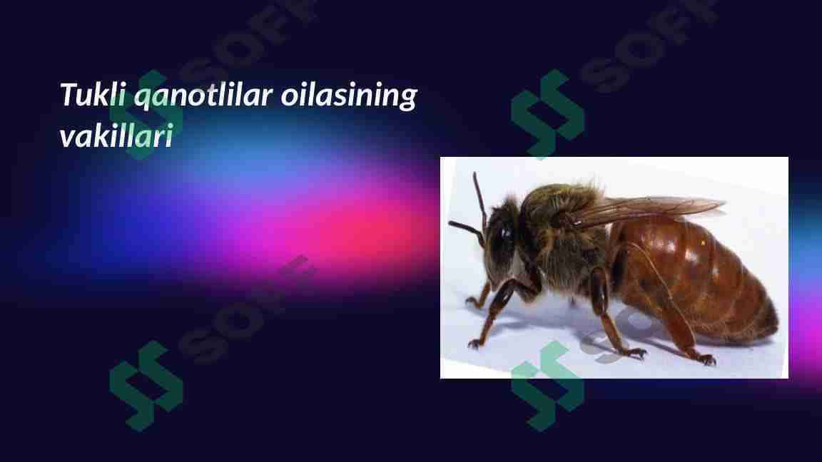 Tukli qanotlilar oilasining vakillari