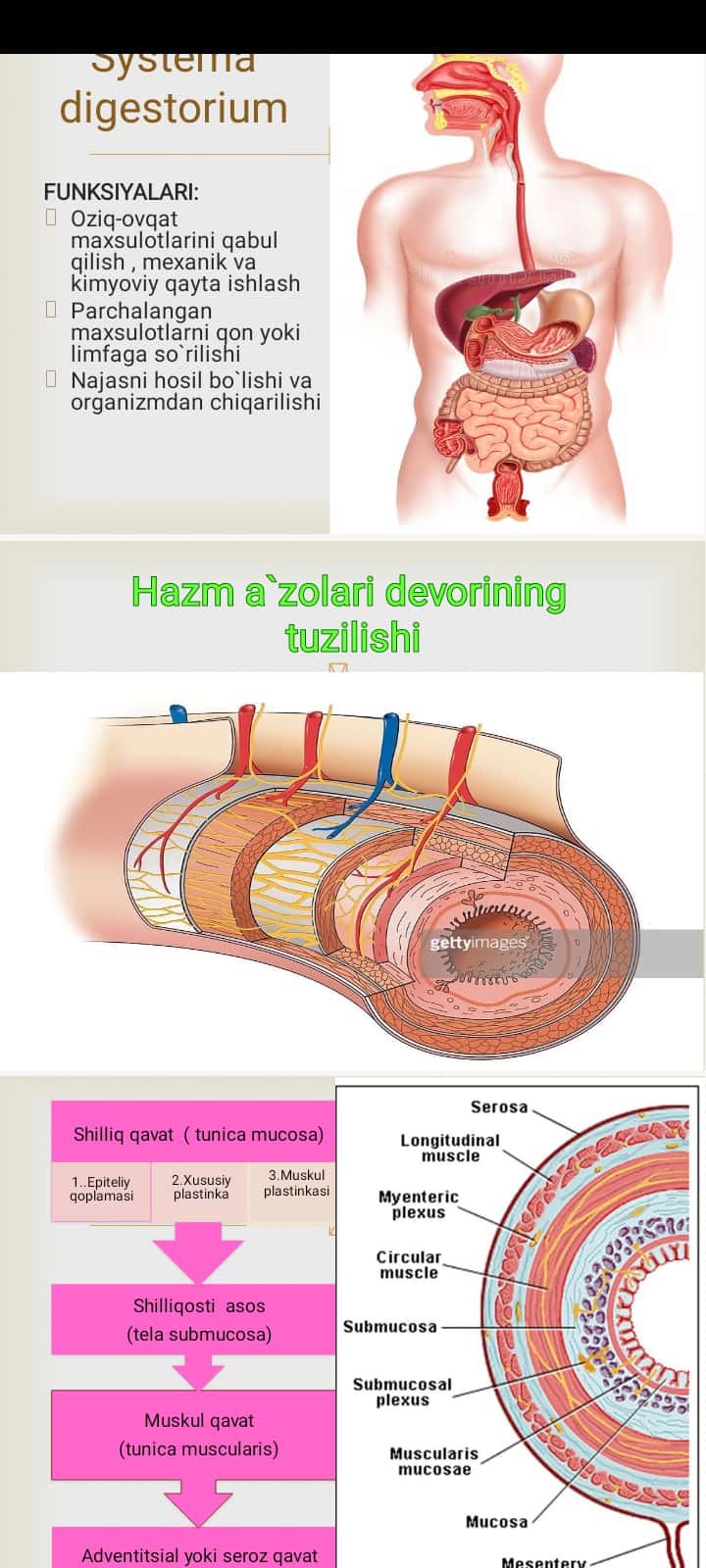 Hazm sistemasi: og`iz bo`shlig`i a`zolari, so`lak bezlari, halqum