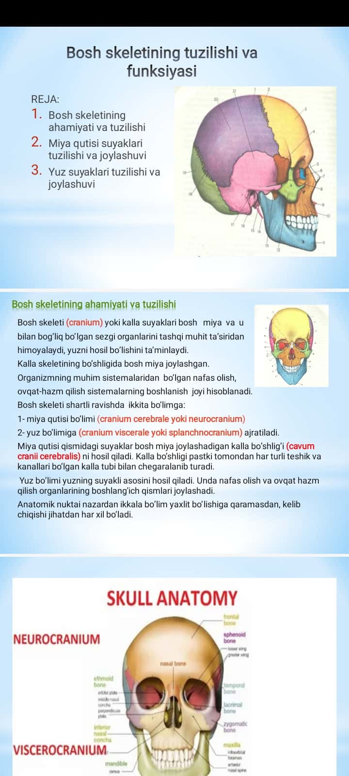 Bosh skeletining tuzilishi va funksiyasi