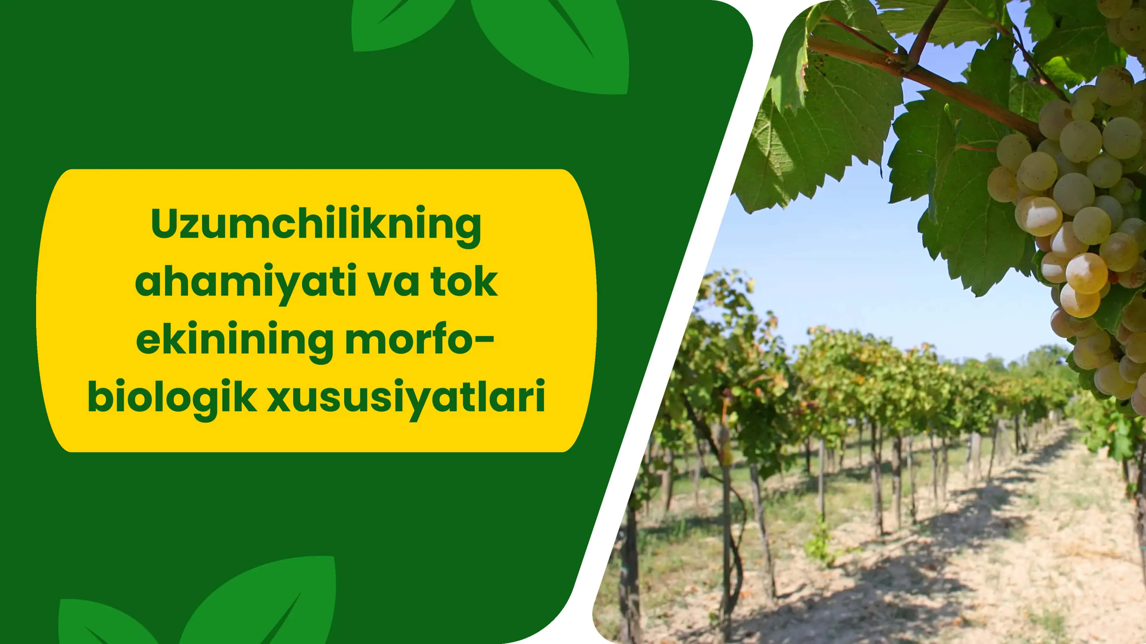 Uzumchilikning ahamiyati va tok ekinining morfo-biologik xususiyatlari