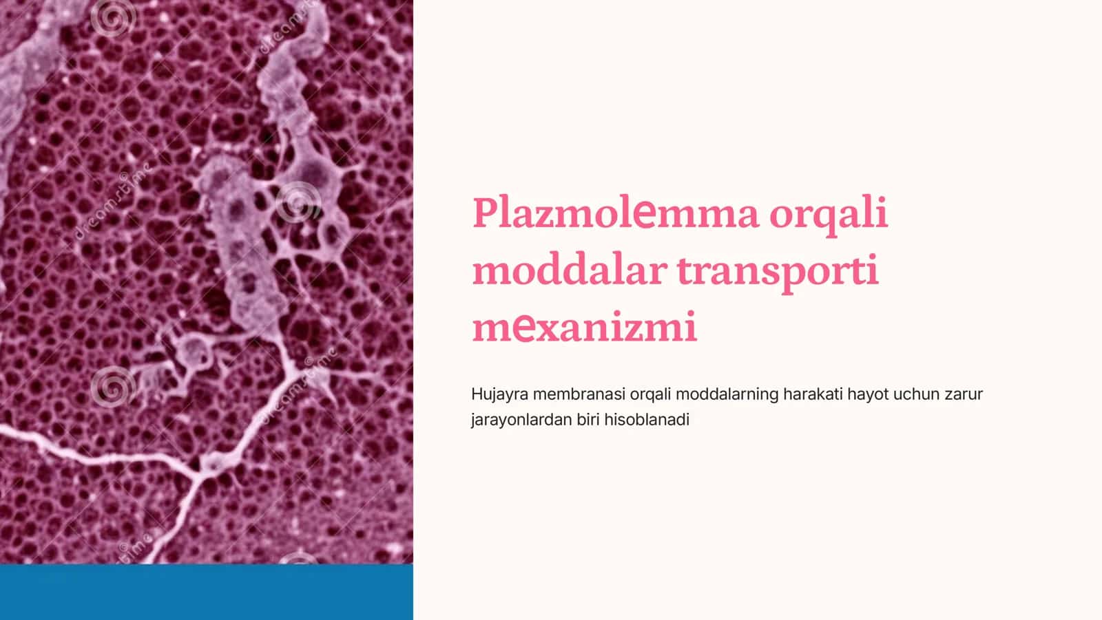 Plazmolеmma orqali moddalar transporti mеxanizmi