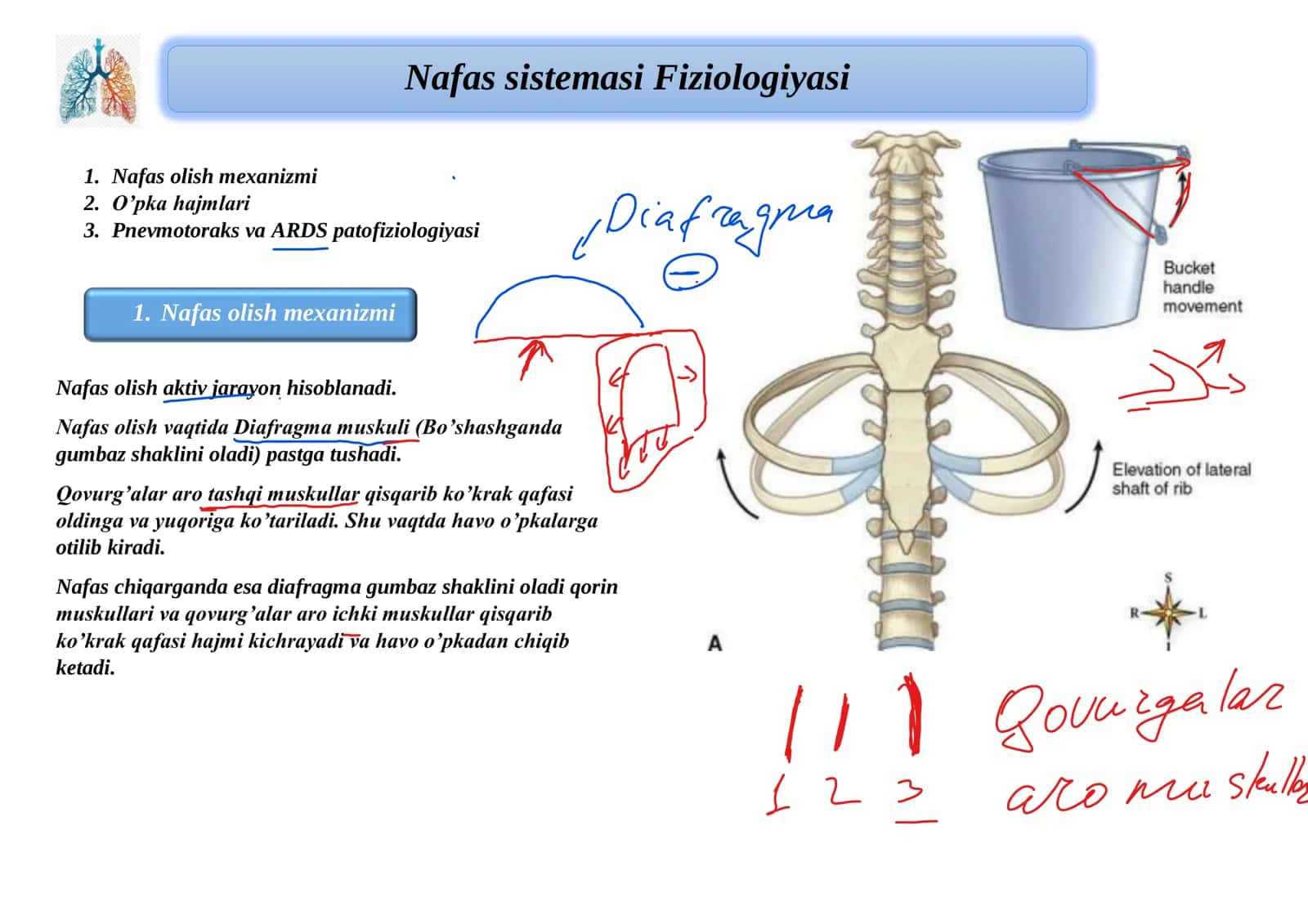 Nafas sistemasi Fiziologiyasi