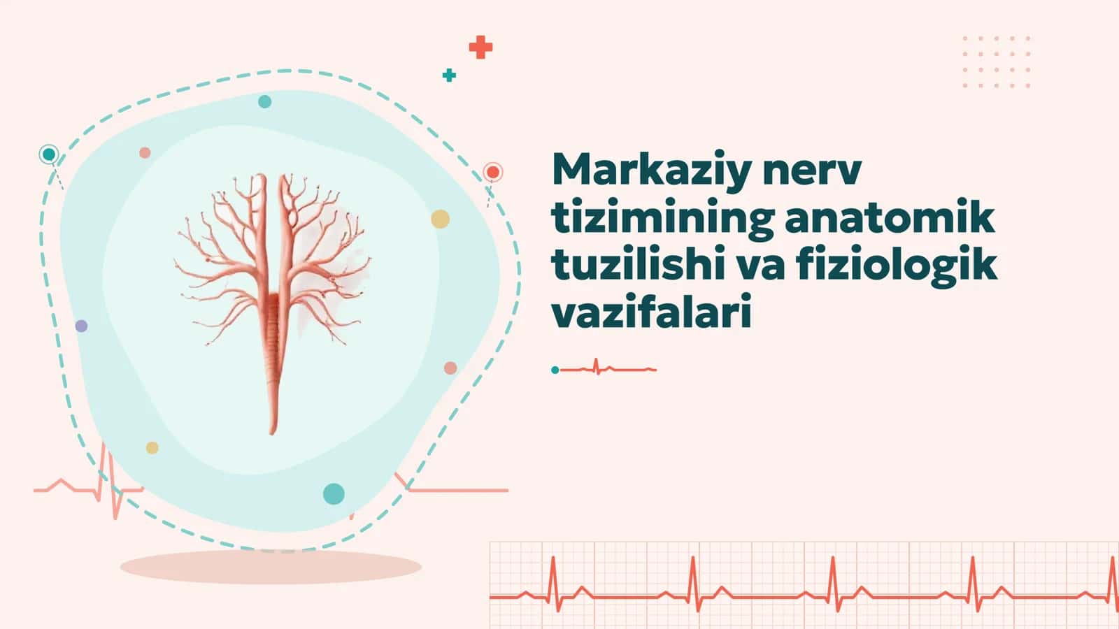Markaziy nerv tizimi anatomiyasi va fiziologiyasi