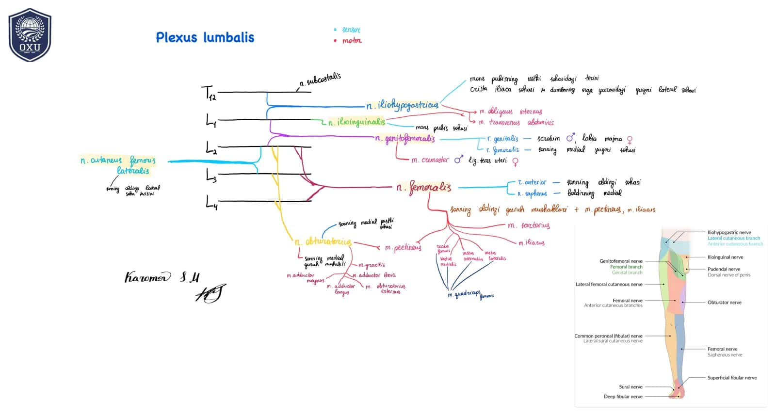 Plexus lumbalis