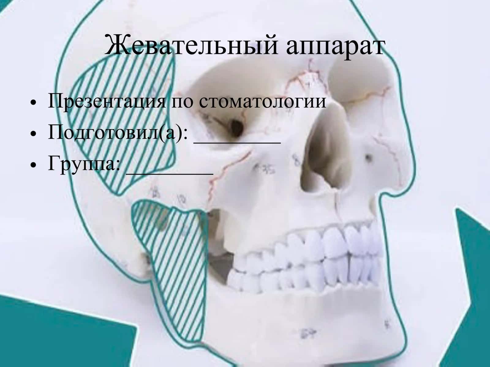 Жевательный аппарат