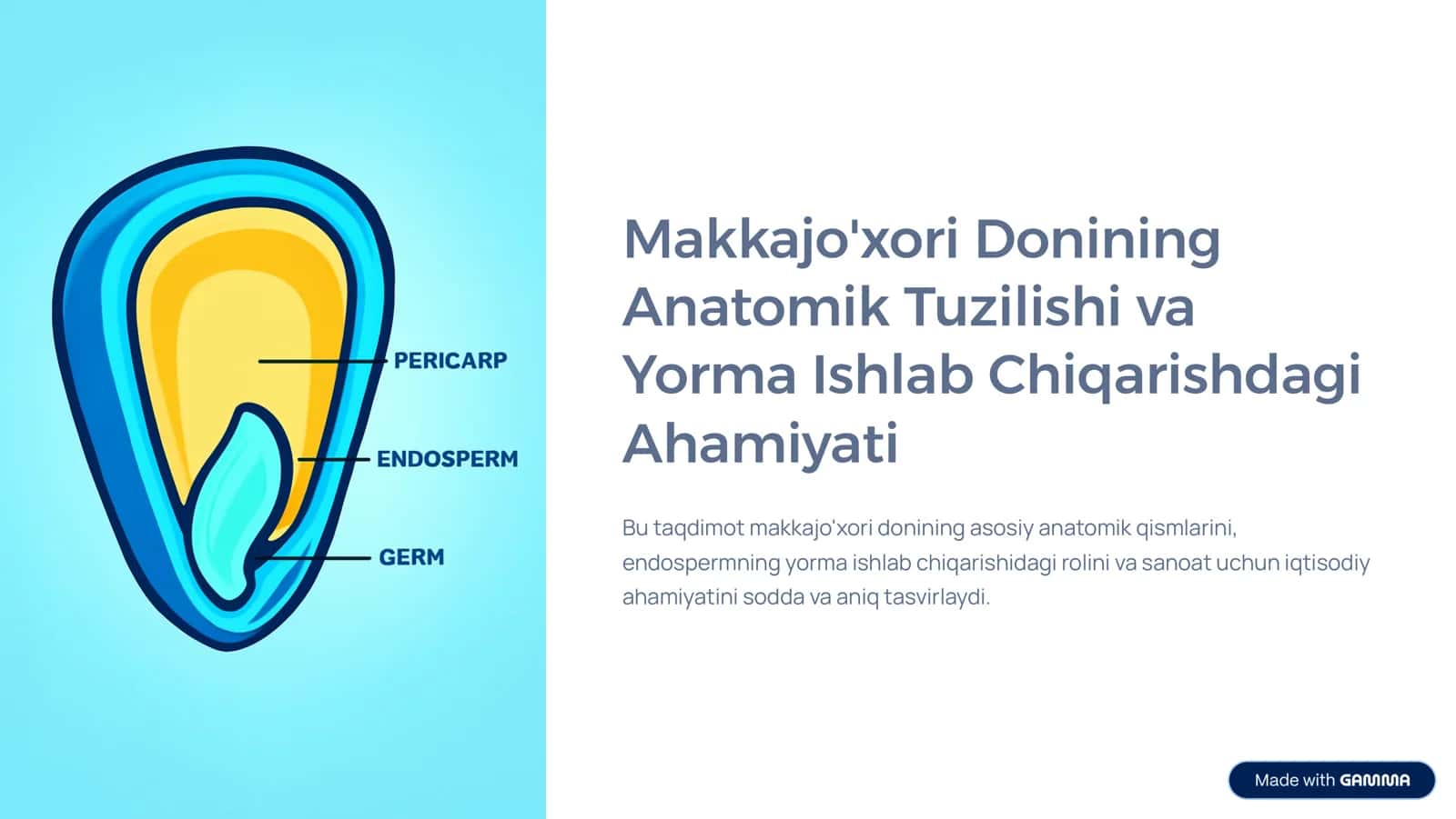 Makkajo'xori Donining Anatomik Tuzilishi va Yorma Ishlab Chiqarishdagi Ahamiyati