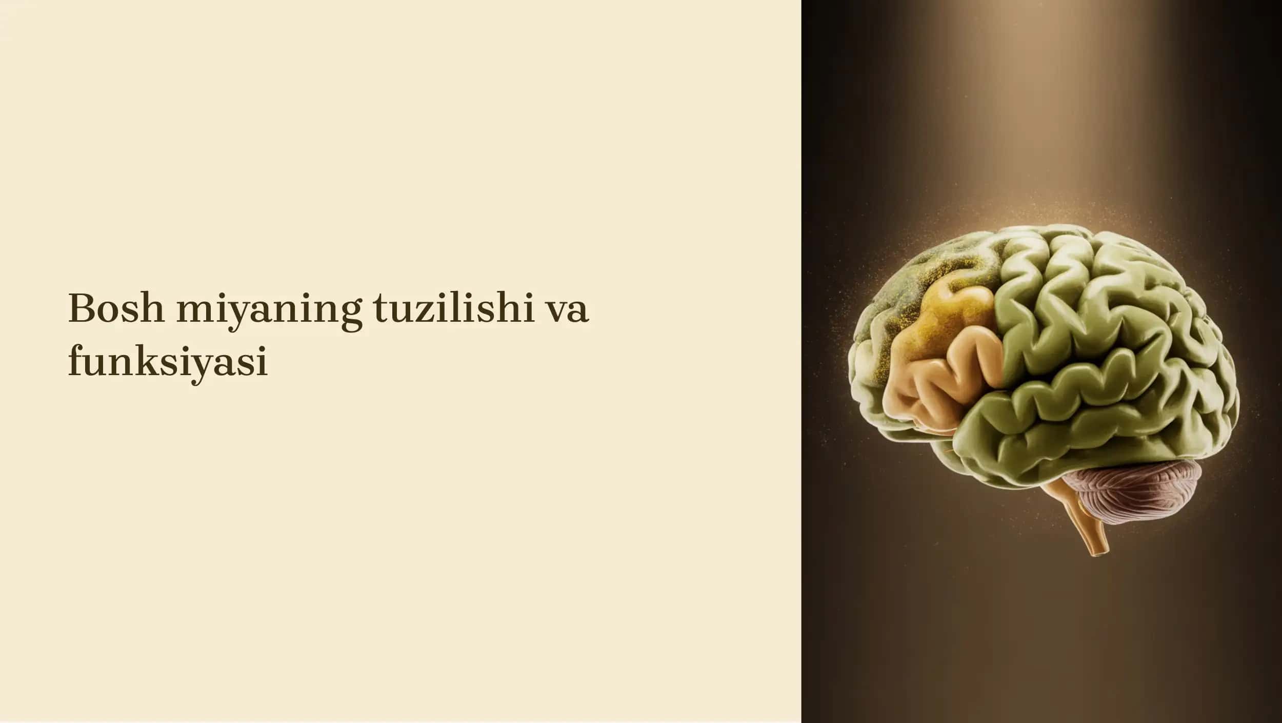Bosh miya tuzilishi va funksiyasi