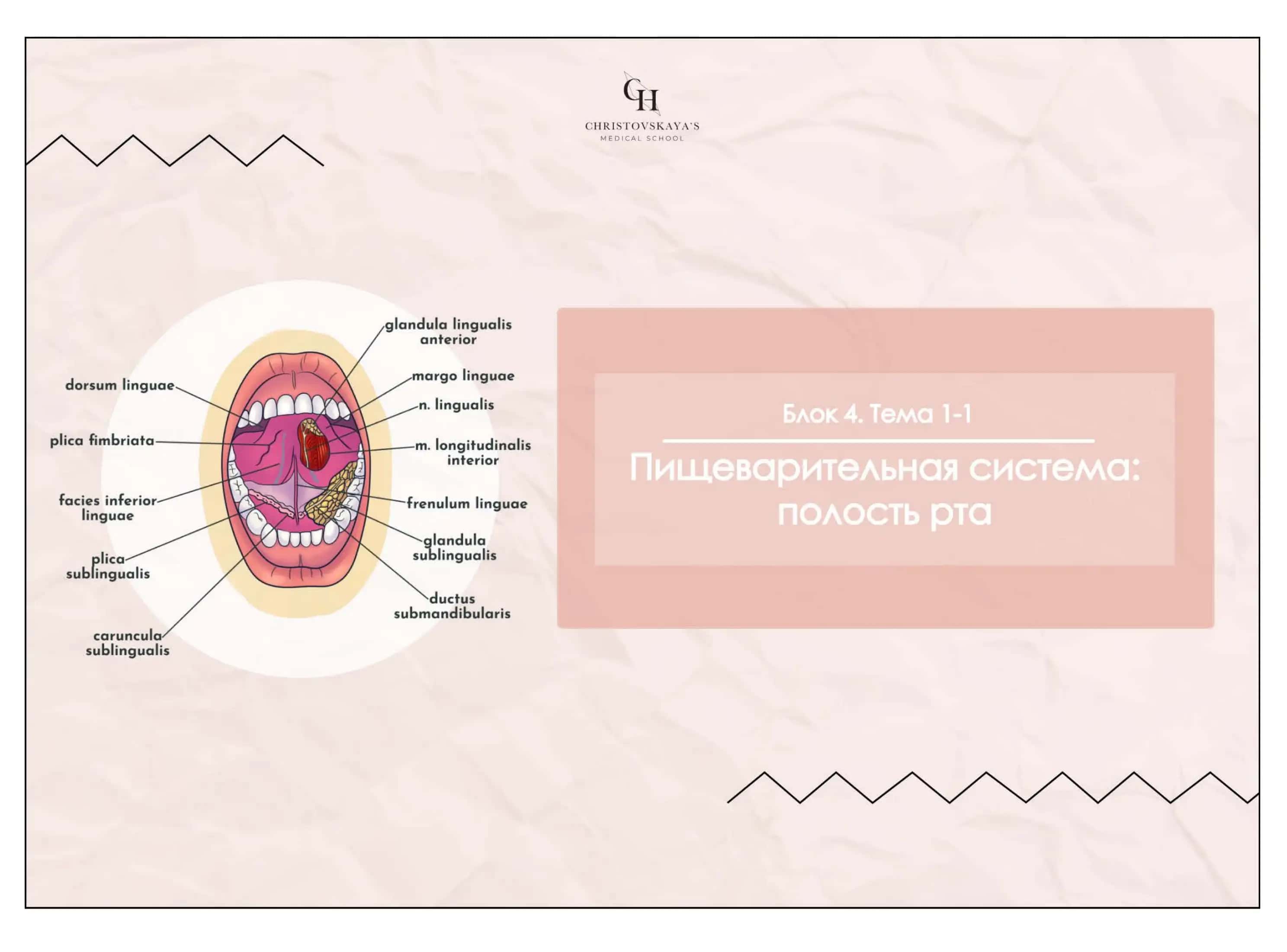 Полость рта, Губы