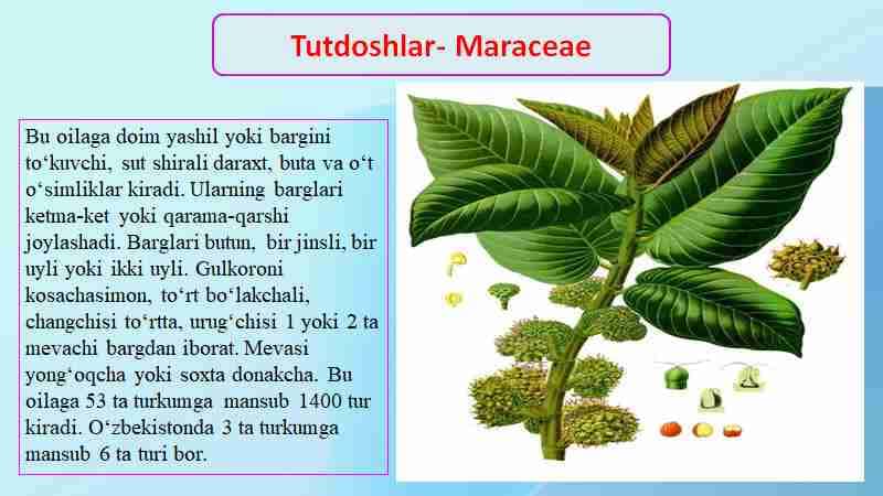 Tutdoshlar oilasi va ularning dorivorlik xususiyatlari
