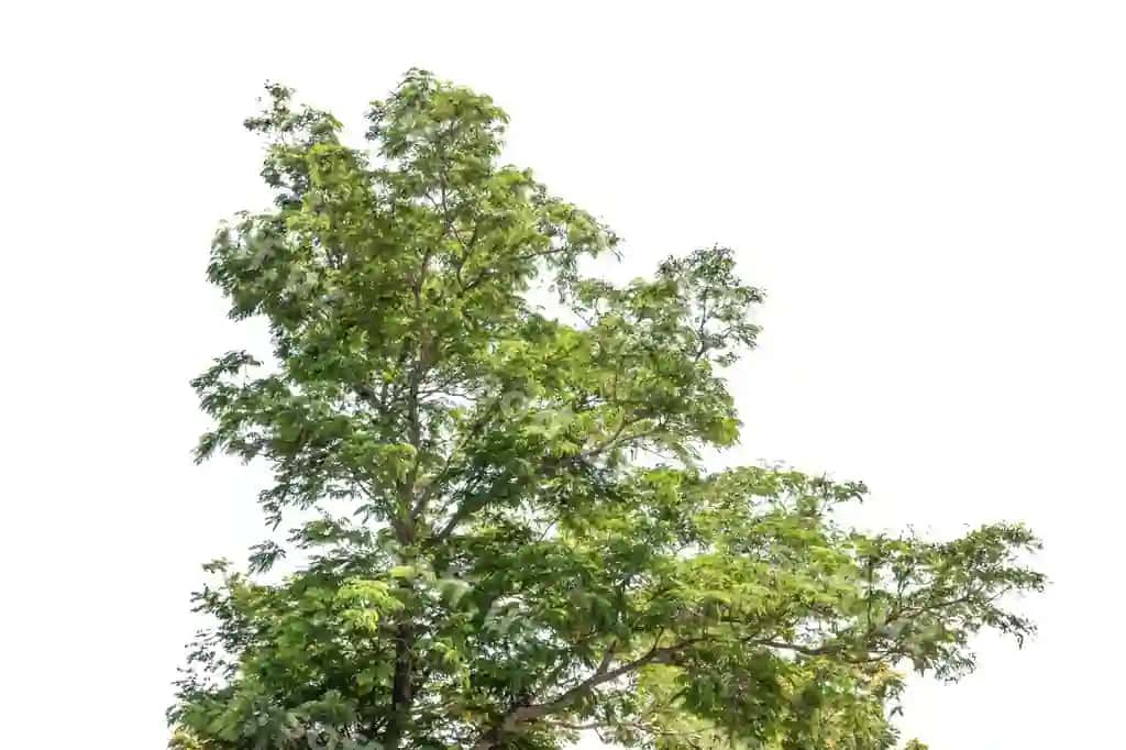 Daraxt ajraltirilgan oq orqa fonda | Tree isolated white background