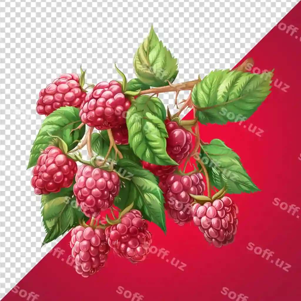 Mavziyon dara png | Raspberry branch png