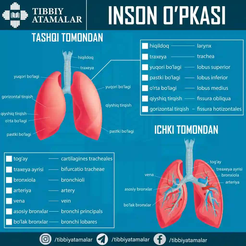 Inson o‘pkasi anatomiyasi – ta’limiy poster (AI + JPG)