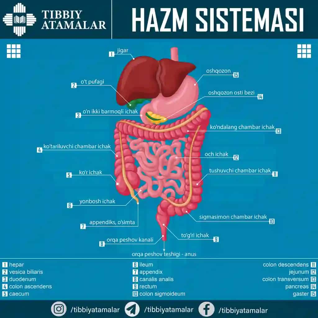 Inson hazm qilish sistemasi – ta’limiy poster (AI + JPG)