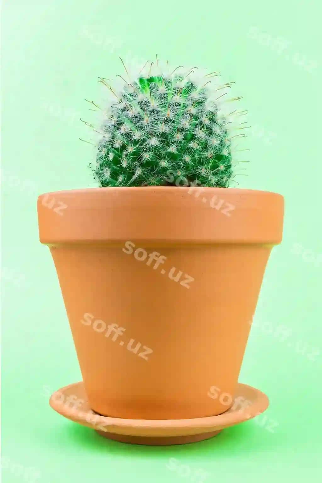 Kaktus yashili | Cactus green