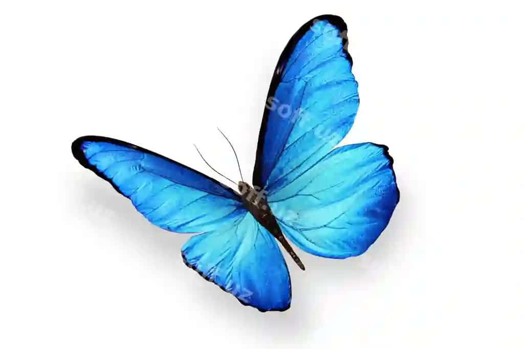 Rangli tagich ajraltirilgan oq fonda yuqori sifatli fotosurat | Colored butterfly isolated white background high quality photo