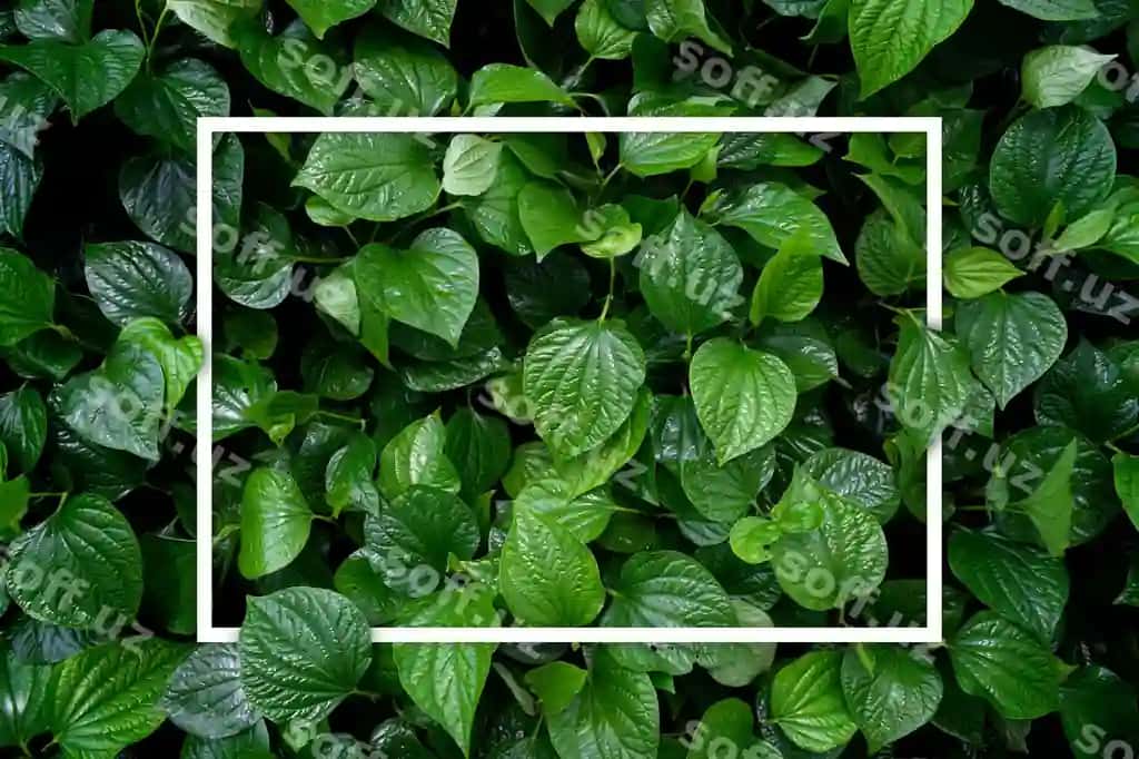 Sevgi yer tushunchasi yashil varaq orqa fon | Love earth concept green leaf background