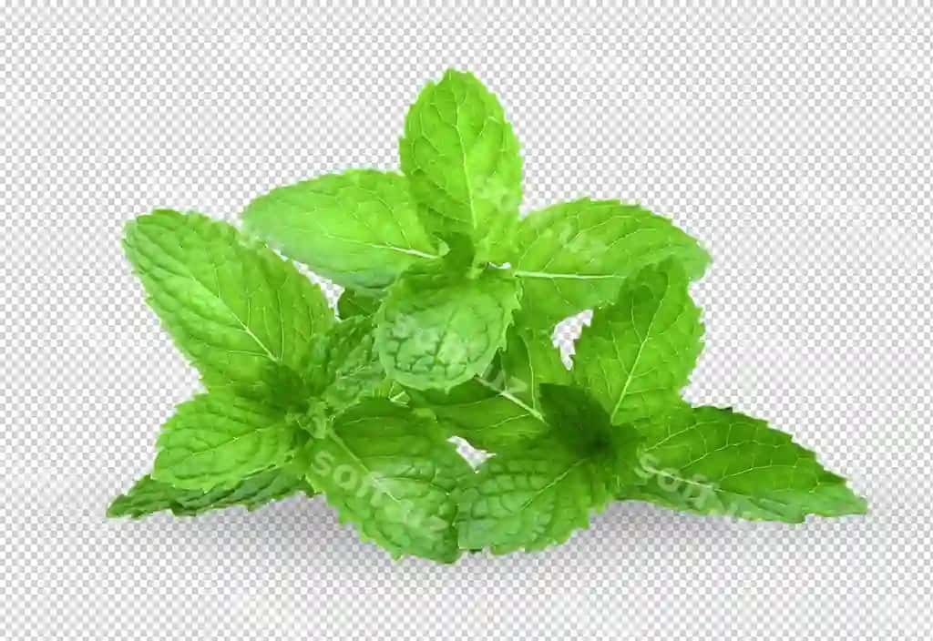 Nane yapraklari ajraltirilgan alpha qatlam | Mint leaves isolated alpha layer