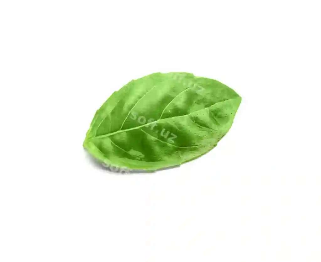 Yashil yangi organik bazil ajraltirilgan oq | Green fresh organic basil isolated white