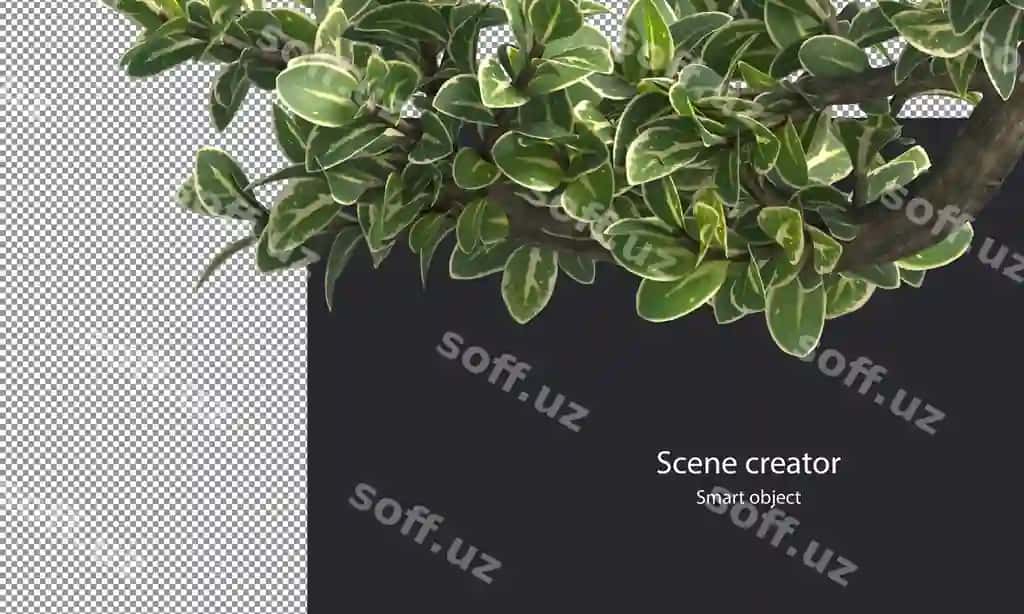 Snowrose daraxtlarining tarmoqlari ajratilgan kichik o'simliklar chetka yo'li | Snowrose trees branches isolated small plants clipping path