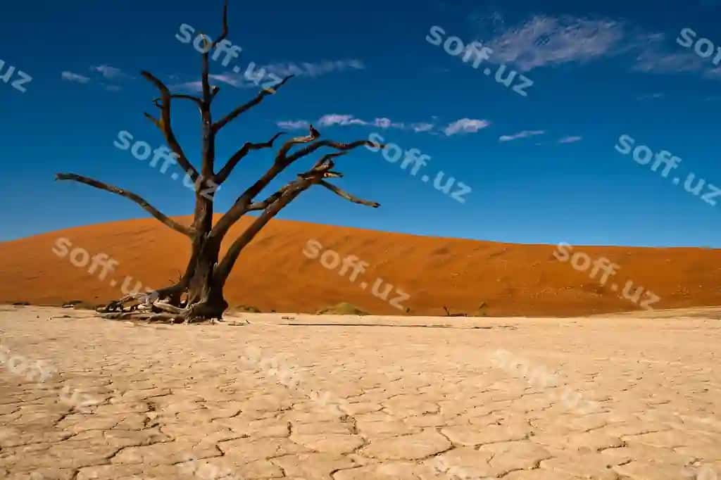 O'lik daraxtlar cho'loni ko'k osmon orqali | Dead tree desert against blue sky