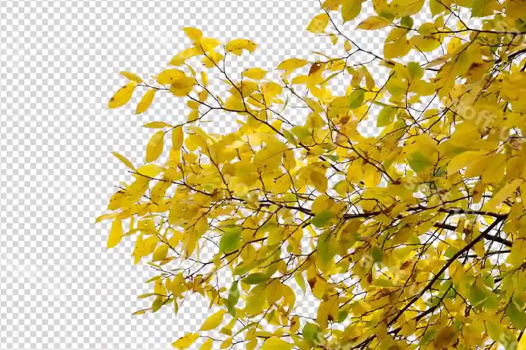 Sariq kuz barglari shaffof fon bilan daraxt shoxlari | Yellow autumn leaves tree branches with transparent background