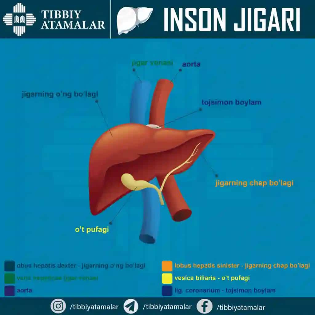 Inson jigar anatomiyasi – ta’limiy poster (AI + JPG)