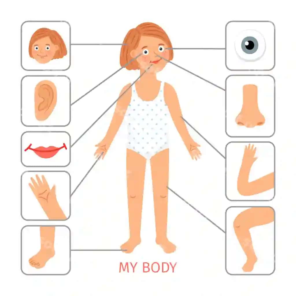 Qiz bola tanasi qismlari maktabgacha yoshdagi qiz bola tanasi qismlari multfilm vektori | Girl body parts preschool female child body parts cartoon vector