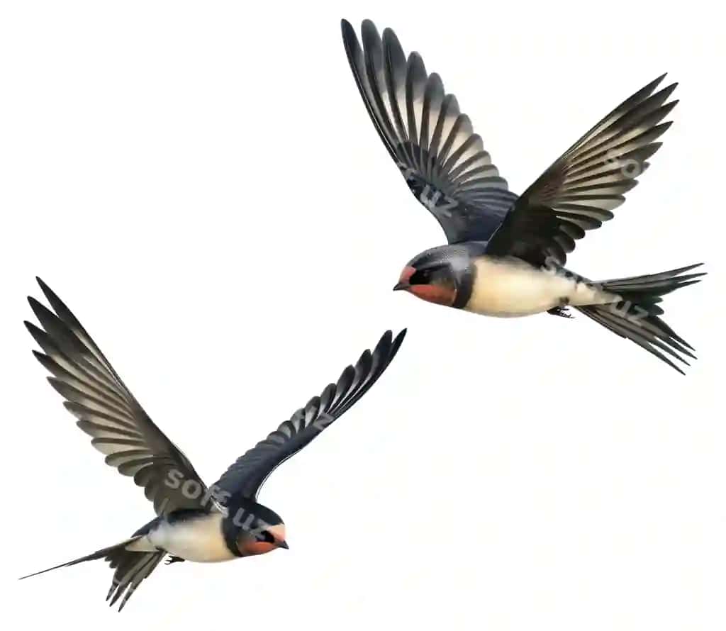 Png ikki chilpog'li qush uchuvchi chilpog'li qush heyvon qush | Png two swallows flying swallow animal bird