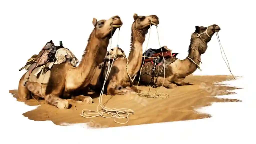 Png guruh chaqaloqlar kollej elementi shaffof fonda | Png group camels collage element transparent background