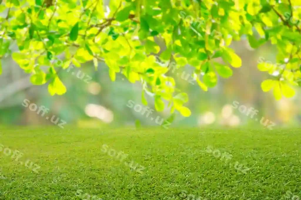 Tabiat bahor chaman orqa fon teksturasi | Nature spring grass background texture