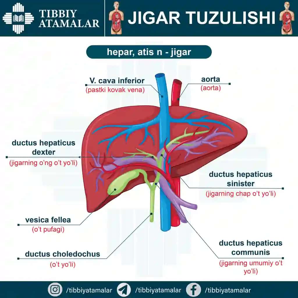 Inson jigar anatomiyasi – ta’limiy poster (AI + JPG)