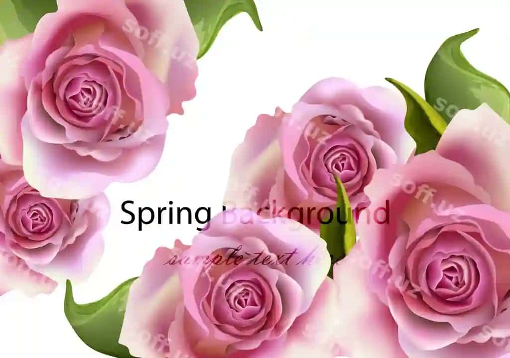 Bahor kartochka rozalar orqa fon realistik vektor illustratsiyasi | Spring card roses background realistic vector illustration