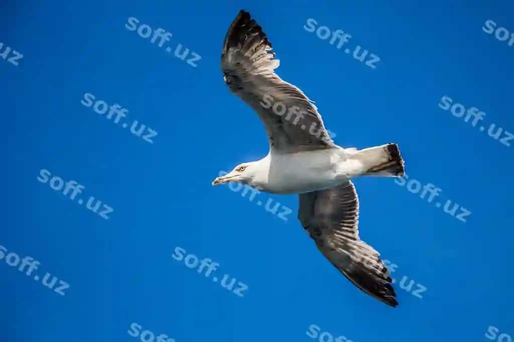 Bitta qaldirg'a ko'k osmon ostida uchiyapdi. | Single seagull flying blue sky