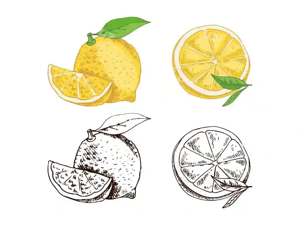 Qollanma chizilgan vektor limon chizmasi o'simlik yaponlari bilan limon aroog'i limon | Hand drawn vector lemon sketch plant with leaves lemon slice lemon