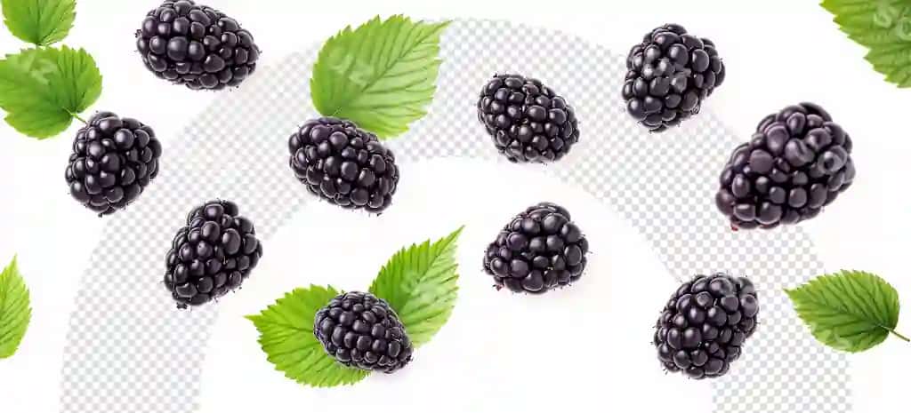 Buzbikalarni yaproqlari bilan chexli fonda guruhlang | Group blackberries with leaves checkered background