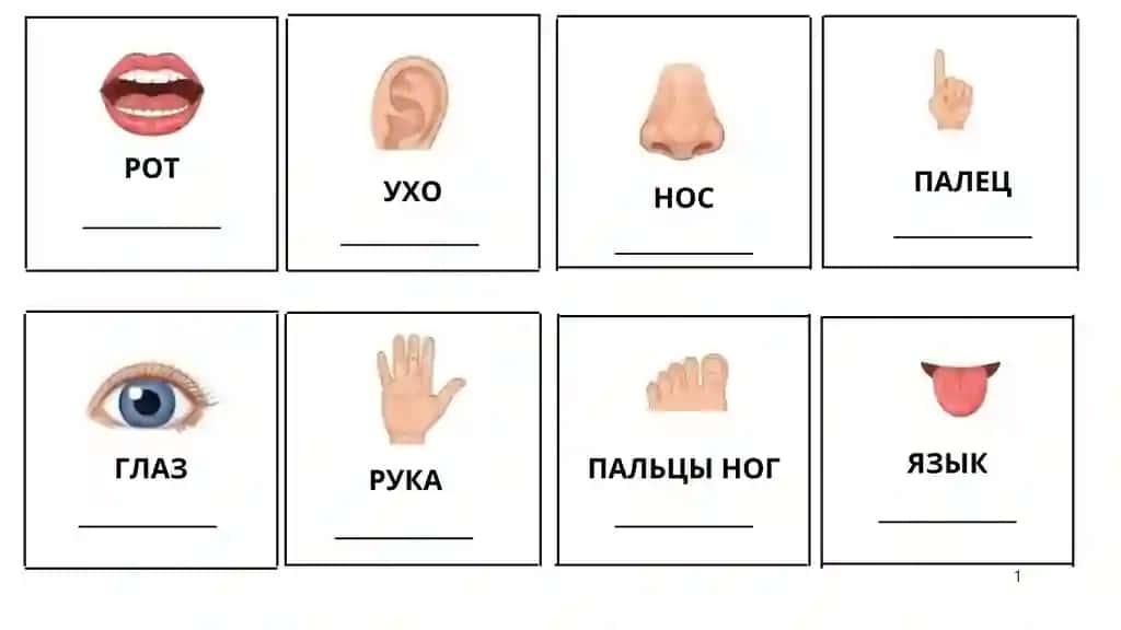 Rustilidan kartochka
