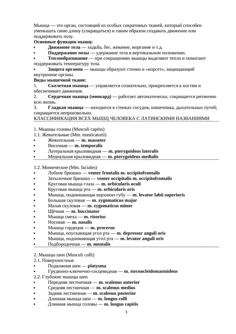 КЛАССИФИКАЦИЯ ВСЕХ МЫШЦ ЧЕЛОВЕКА С ЛАТИНСКИМИ НАЗВАНИЯМИ