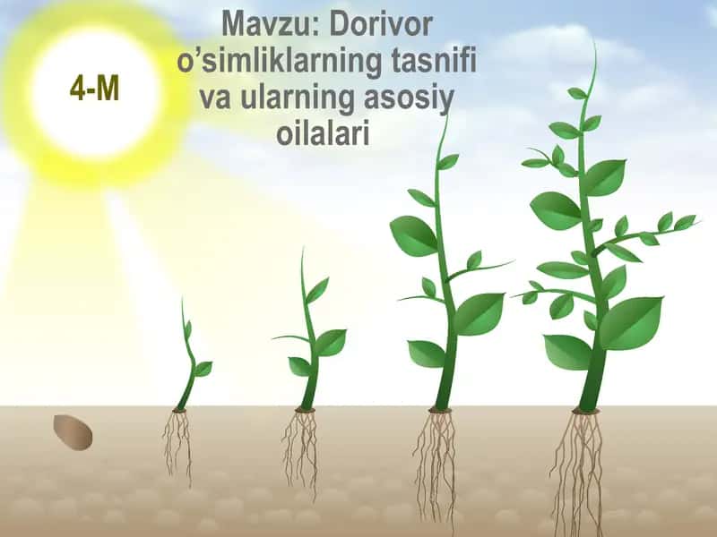 Dorivor o’simliklarning tasnifi va ularning asosiy oilalari