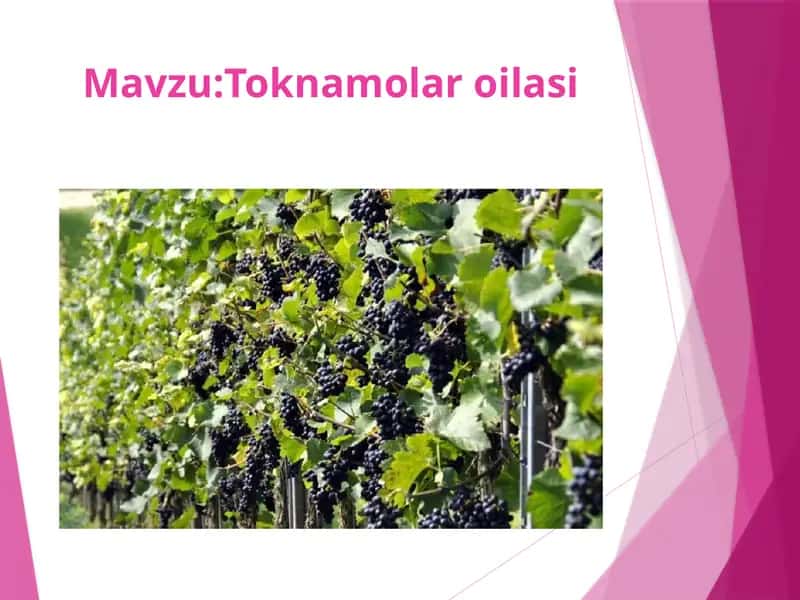 Toknamolar oilasi