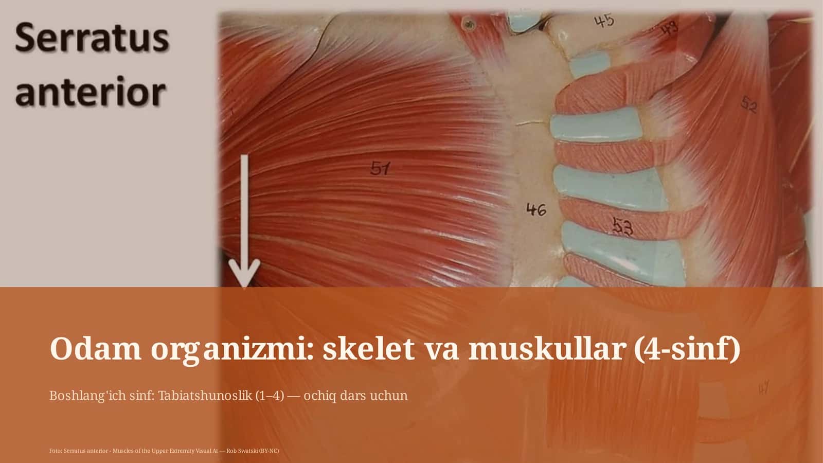 Odam organizmi: skelet va muskullar (4-sinf)