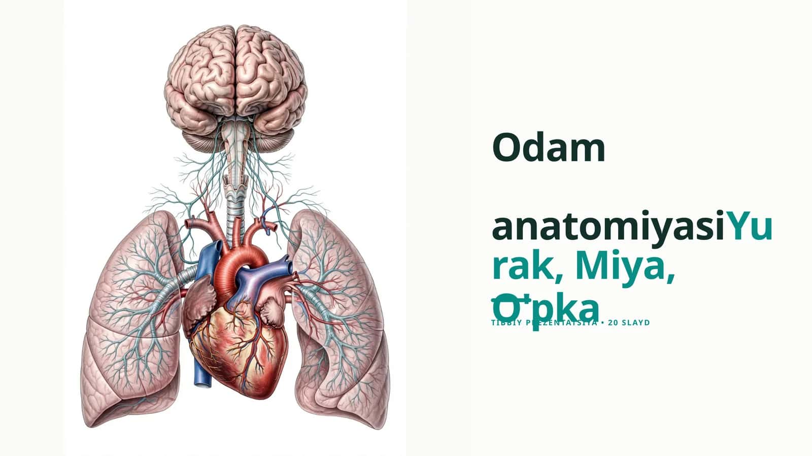 Odam Anatomiyasi (Tayyor Prezentatsiya) Slayd